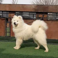 پانسیون سگ آموزش سگ تربیت سگ|خدمات پیشه و مهارت|کرج, فاز ۳ مهرشهر|دیوار