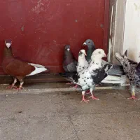 کفتر|پرنده|زرقان, |دیوار