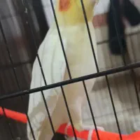 عروس هلندی گمشده