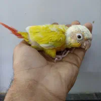 ردچیک و سانچیک سرلاکی