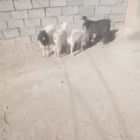 بزغاله نر ۲۷۵ بزغاله ماده ۲۴۵|حیوانات مزرعه|بیرجند, |دیوار