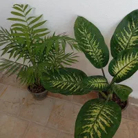 دو نوع گل طبیعی زیبا