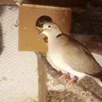 فروش پنج عدد کبوتر خانگی