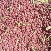 خریدنقدی و فروش لوبیا قرمز و چیتی