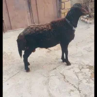 قورچ شیر دار همه چی تمام