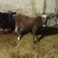 گاو  گوساله نر هر دو|حیوانات مزرعه|زمکان, |دیوار