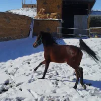 اسب مادیان کرد|اسب و تجهیزات اسب‌سواری|تبریز, |دیوار