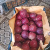 فروش سیب قرمز درجه یک