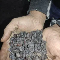 افتابی با شهد بالا ، دم گیری شده بدون چوب|خوردنی و آشامیدنی|بوانات, |دیوار