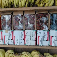 خرما و قصب دشتستان بخش پشتکوه|خوردنی و آشامیدنی|جاسک, |دیوار