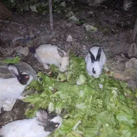 واگذاری و فروش خرگوش وبچه خرگوش