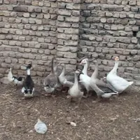 جوجه قوغاز