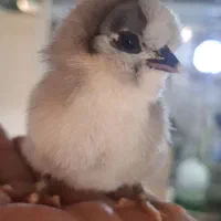 تخم نطفه دار گلین