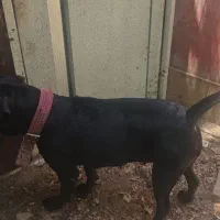 واگذاری کن کرسو نگهبان