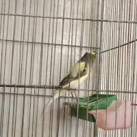 قناری نر بخون|پرنده|گلپایگان, |دیوار