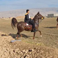 مادیون الماس