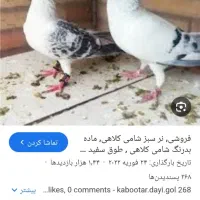 کبوتر سبز