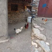 خروس|حیوانات مزرعه|بانه, |دیوار