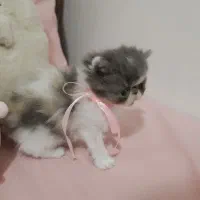 گربه پرشین سوپرفلت کالیکوی اصیل|گربه|رشت, کوی حسینی|دیوار