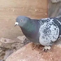 کفتر   جفت سبز زیره ای ترکیه ای و کویتی