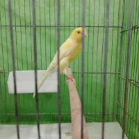 قناری‌فروشی|پرنده|قم, وادی السلام|دیوار