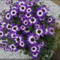 گل سینره|گل و گیاه طبیعی|تالش, طولارود|دیوار