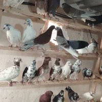 کفتر فروشی