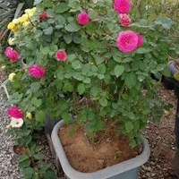 فلاور باکس،گلخانه،آبیاری قطره ای و اتوماتیک|گل و گیاه طبیعی|اهواز, فرهنگ شهر|دیوار