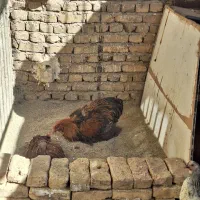 خروس برهما جوان معاوضه با مرغ برهما جوان