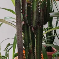 کاکتوس افوربیا