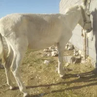 خر نر|حیوانات مزرعه|بهبهان, |دیوار