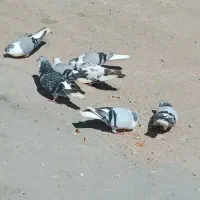 کفتر ساده