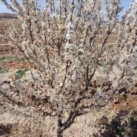 فروش-باغ
