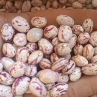 لوبیا چیتی کوهرنگ