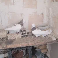 سلام جفت طوقی