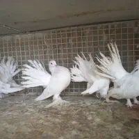 کبوتر دم چتری تزئینی ، طوقی ، نوک قنار