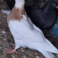 کبوتر کلفه