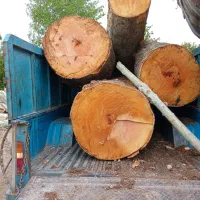 پاکسازی درختان حیاط وباغچه|خدمات باغبانی و درختکاری|مشگین شهر, |دیوار