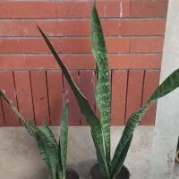 سانسوریاپوست ماری‌گلدانی فقط(۱۳۰ تومان - ۹۰تومان‌)|گل و گیاه طبیعی|چابهار, |دیوار