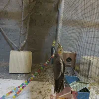 ۶عددعروس هلندی