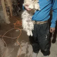 سلام ۴ماه هست ماده|سگ|خسروشاه, |دیوار