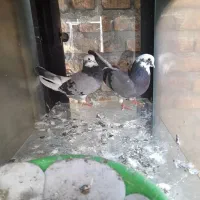 کبوتر شازده سبز|پرنده|نمین, |دیوار