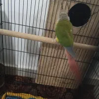 گرنچیک آناناسی|پرنده|تربت جام, اسماعیل آباد|دیوار