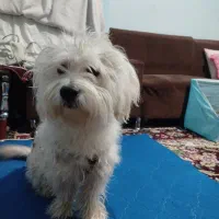 سگ پا کوتاه شیتزو تریر