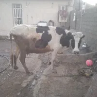 گاو هلشتاین شیری|حیوانات مزرعه|بیرانوند, |دیوار