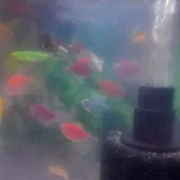 فروش ماهی اکواریوم تزئینی تک و تعداد|ماهی|پاکدشت, پاکدشت (مامازند)|دیوار