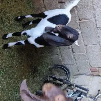 بزمری|حیوانات مزرعه|ایرانشهر, |دیوار