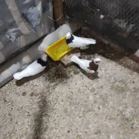 طوقی|پرنده|میاندوآب, |دیوار