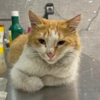 گربه|گربه|رشت, دیلمان|دیوار