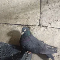 فروش یک جفت کبوتر سیاه آبادانی نوک سفید چشم سفید|پرنده|شاهین دژ, |دیوار